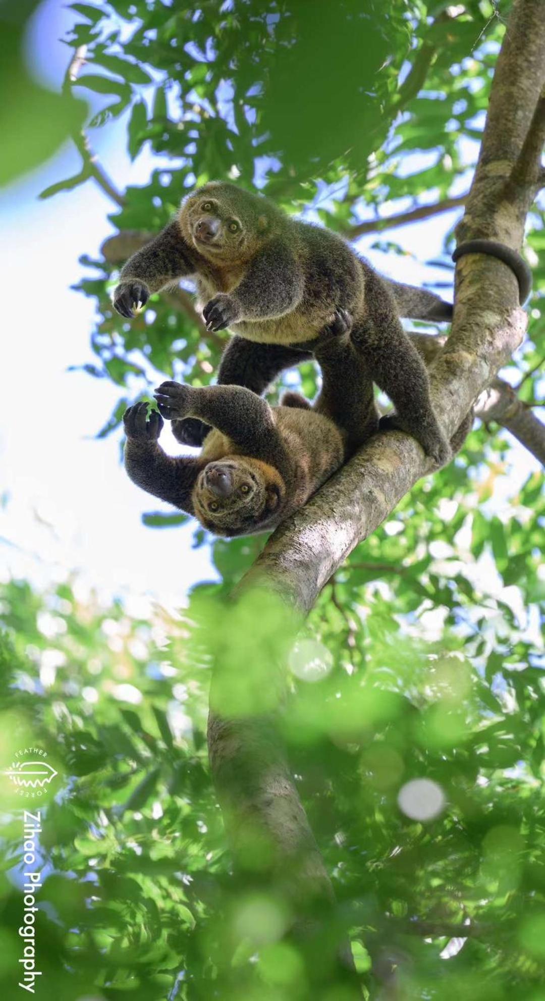 Tangkoko Backpacker Home Stay Rinondoran Eksteriør billede