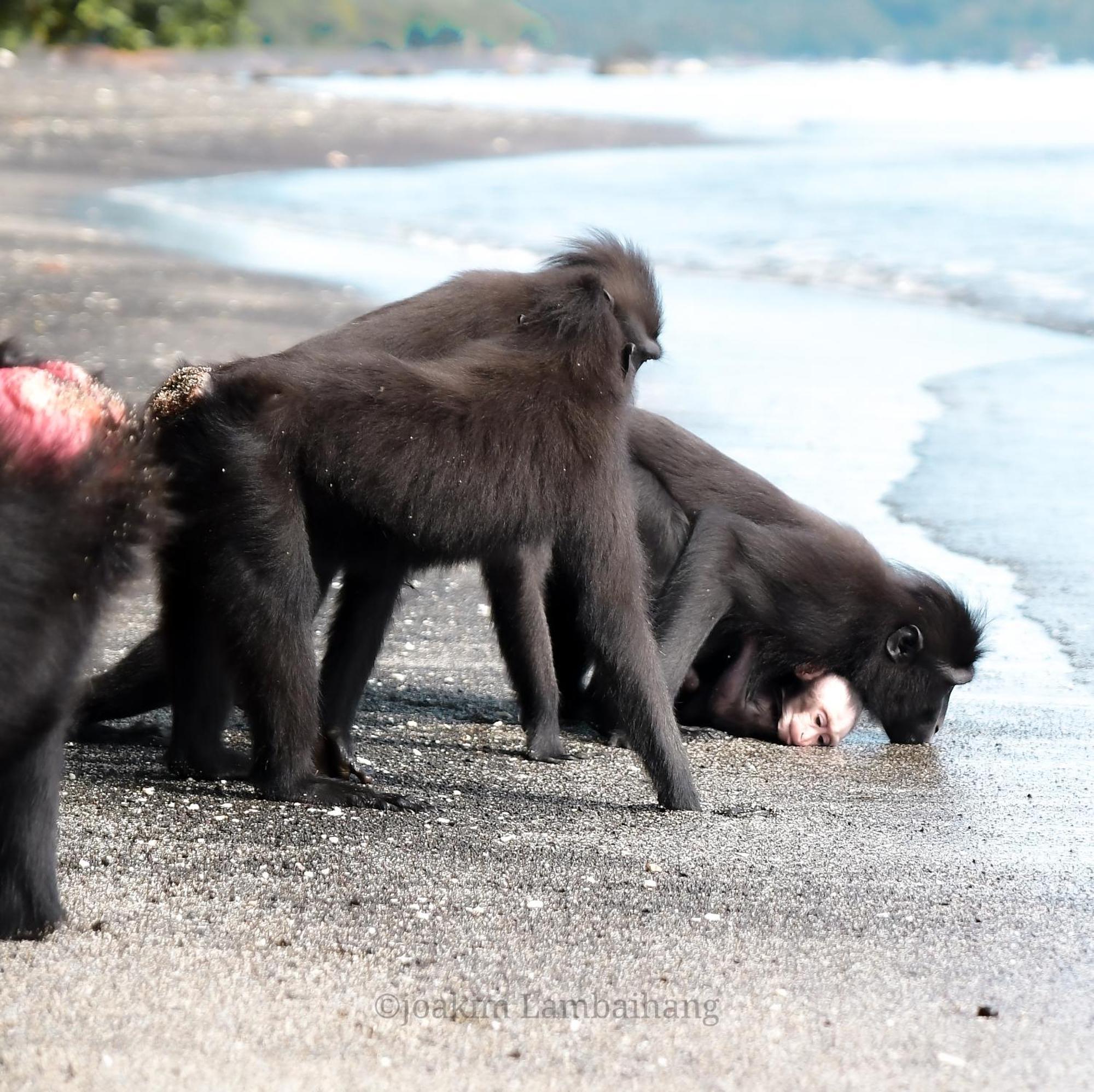 Tangkoko Backpacker Home Stay Rinondoran Eksteriør billede